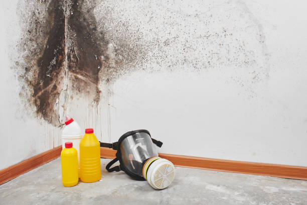 Best Attic Mold Removal  in Jasper, GA