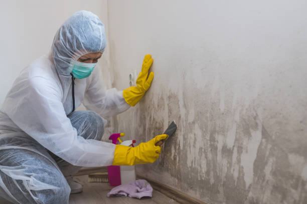 Office Mold Removal Services in Jasper, GA