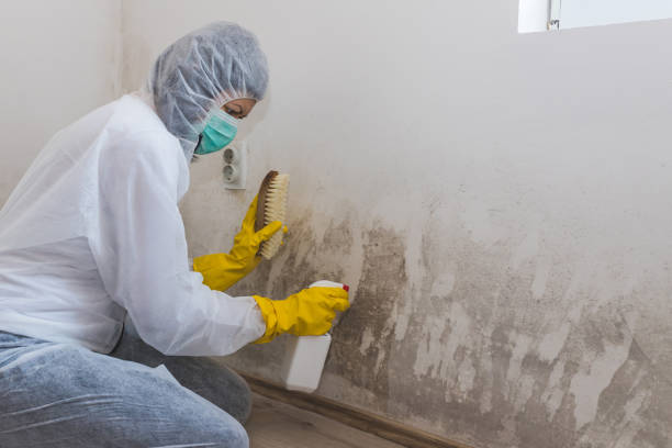 Best Mold Cleaning Services  in Jasper, GA