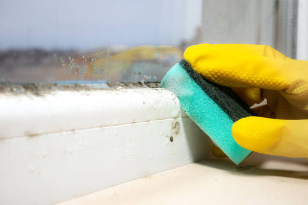Best Emergency Mold Removal  in Jasper, GA