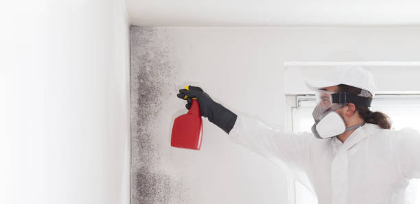 Best Local Mold Removal Service  in Jasper, GA